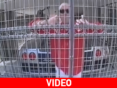 Ποιος μπήκε στο κλουβί με τα… θηρία;